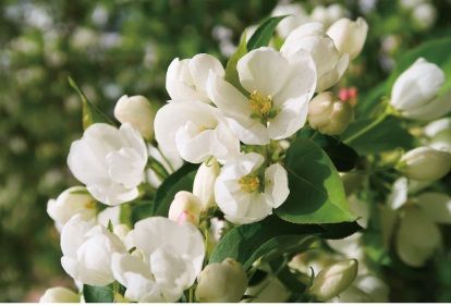 Minyak Camellia: Memberikan perlindungan antioksidan daripada radikal bebas dan membantu mengunci kelembapan.
